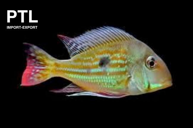 PTL691580S_GEOPHAGUS WINEMILLERI